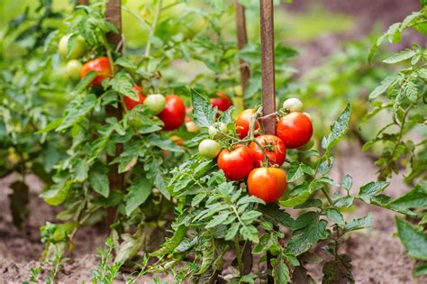 Tomato plant .